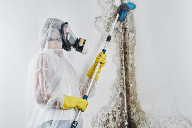 Best Professional Mold Removal  in Malvern, AR