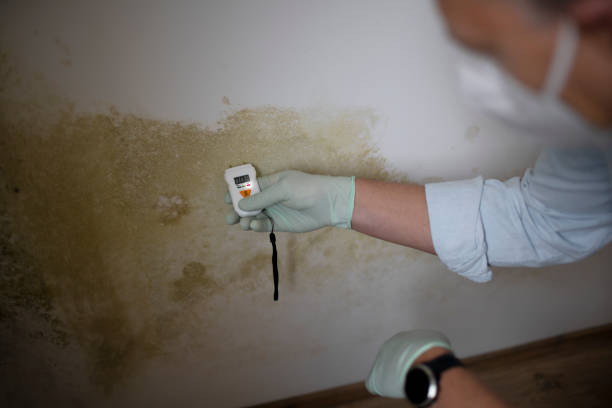 Professional Mold Removal in Malvern, AR