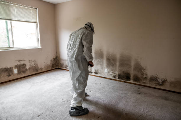 Best Fast Mold Removal  in Malvern, AR
