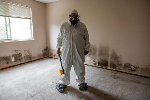 Best Fast Mold Removal  in Malvern, AR