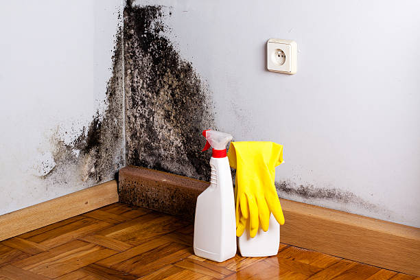 Best Best Mold Removal Companies  in Malvern, AR