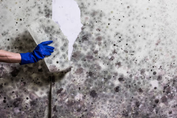Best Mold Testing  in Malvern, AR