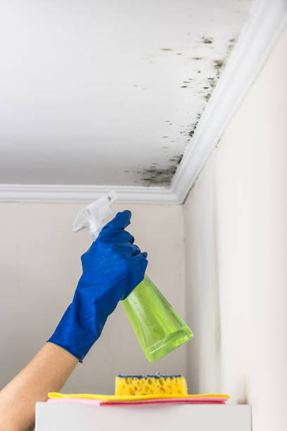 Best Attic Mold Removal  in Malvern, AR