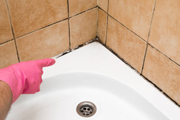 Best Commercial Mold Removal  in Malvern, AR